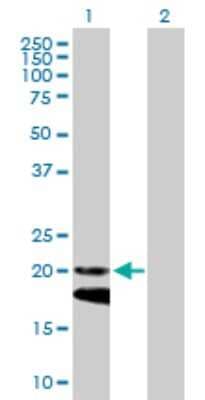Western Blot: IFN-alpha 4 Antibody [H00003441-B01P] - Analysis of IFNA4 expression in transfected 293T cell line by IFNA4 polyclonal antibody.  Lane 1: IFNA4 transfected lysate(20.79 KDa). Lane 2: Non-transfected lysate.