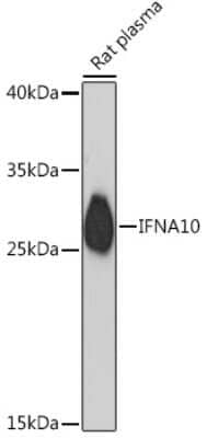 Western Blot IFN-alpha C/IFN-alpha 10 Antibody - Azide and BSA Free