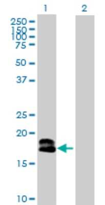 Western Blot: IFN-alpha D Antibody [H00003439-D01P] - Analysis of IFNA1 expression in transfected 293T cell line by IFNA1 polyclonal antibody.Lane 1: IFNA1 transfected lysate(21.70 KDa).Lane 2: Non-transfected lysate.