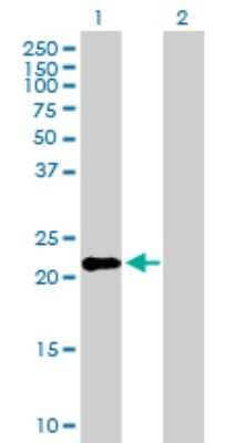 Western Blot: IFN-alpha K Antibody [H00056832-B01P] - Analysis of IFNK expression in transfected 293T cell line by IFNK polyclonal antibody.  Lane 1: IFNK transfected lysate(22.77 KDa). Lane 2: Non-transfected lysate.