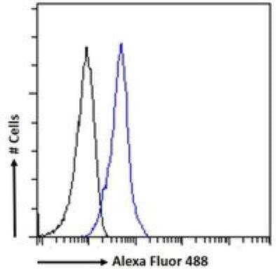 Flow Cytometry: IFN-alpha/beta R2 Antibody [NBP1-20934] - Flow cytometric analysis of paraformaldehyde fixed K562 cells (blue line), permeabilized with 0.5% Triton. Primary incubation 1hr (10ug/ml) followed by Alexa Fluor 488 secondary antibody (1ug/ml). IgG control: Unimmunized goat IgG (black line) followed by Alexa Fluor 488 secondary antibody.