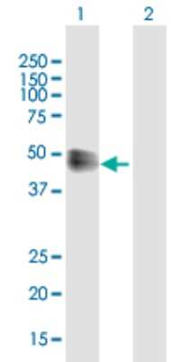 Western Blot: IFN-alpha/beta R2 Antibody [H00003455-B01P] - Analysis of IFNAR2 expression in transfected 293T cell line by IFNAR2 polyclonal antibody.  Lane 1: IFNAR2 transfected lysate(36.41 KDa). Lane 2: Non-transfected lysate.