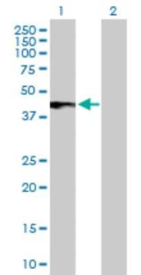 Western Blot: IFN-alpha/beta R2 Antibody [H00003455-D01P] - Analysis of IFNAR2 expression in transfected 293T cell line by IFNAR2 polyclonal antibody.Lane 1: IFNAR2 transfected lysate(37.40 KDa).Lane 2: Non-transfected lysate.