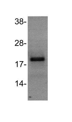 Western Blot: IFN-gamma Antibody (43-11) [NBP2-31044] - analysis of IFN-gamma in HEK293 cell lysate using anti-IFN-gamma antibody. Image from verified customer review. 