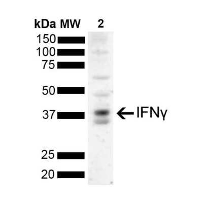 Western Blot: IFN-gamma Antibody (N2P2D5-A10) [NBP2-79821] - Western Blot analysis of Salmon mixed lysate showing detection of Interferon gamma protein using Mouse Anti-Interferon gamma Monoclonal Antibody, Clone N2P2D5-A10 (NBP2-79821). Load: 2.5 ug. Primary Antibody: Mouse Anti-Interferon gamma Monoclonal Antibody (NBP2-79821) at 1:1000 for 2 hours at RT with shaking. Secondary Antibody: Goat anti-mouse IgG:HRP at 1:4000 for 1 hour at RT with shaking. Color Development: Chemiluminescent for HRP (Moss) for 5 min in RT.