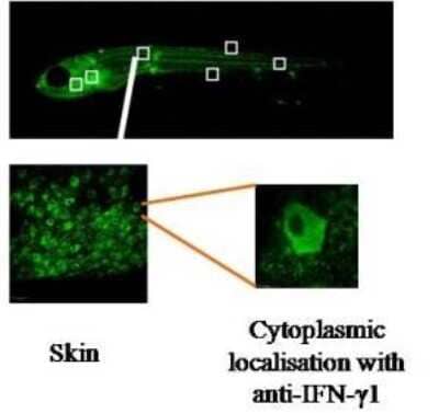 Immunohistochemistry: IFN-gamma Antibody (N3-P3A5/A10) [NBP2-50435] - Staining of a whole mount Zebra fish embryo.