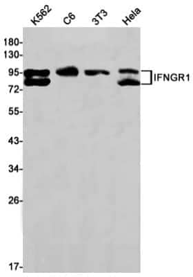 Western Blot: IFN-gamma R1/CD119 Antibody (S08-9H9) [NBP3-14884] - Western blot detection of IFN-gamma R1/CD119 in K562, C6, 3T3, Hela cell lysates using IFN-gamma R1/CD119 Rabbit mAb (1:1000 diluted). Predicted band size: 54kDa. Observed band size: 100kDa.