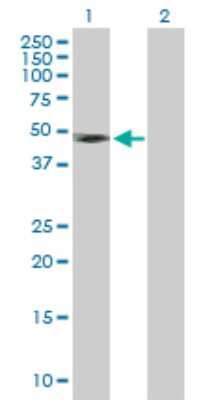 Western Blot: IFN-gamma R2 Antibody [H00003460-B01P] - Analysis of IFNGR2 expression in transfected 293T cell line by IFNGR2 polyclonal antibody.  Lane 1: IFNGR2 transfected lysate(37.07 KDa). Lane 2: Non-transfected lysate.