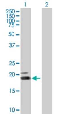 Western Blot IFN-omega/IFNW1 Antibody - Azide and BSA Free