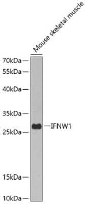 Western Blot IFN-omega/IFNW1 Antibody - BSA Free