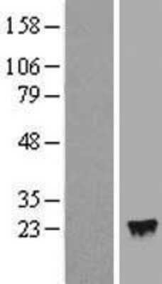 Western Blot IFN-alpha 4 Overexpression Lysate