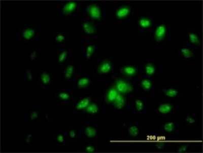 Immunocytochemistry/Immunofluorescence: IFRD2 Antibody (1A4-1G1) [H00007866-M01] - Analysis of monoclonal antibody to IFRD2 on HeLa cell. Antibody concentration 10 ug/ml.