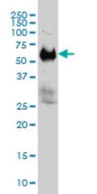 Western Blot: IFRD2 Antibody (1A4-1G1) [H00007866-M01] - IFRD2 monoclonal antibody (M01), clone 1A4-1G1 Analysis of IFRD2 expression in Hela S3 NE.