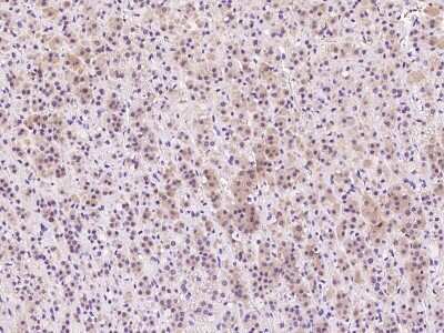 Immunohistochemistry-Paraffin: IFT20 Antibody [NBP2-99594] - Immunochemical staining of human IFT20 in human adrenal gland with rabbit polyclonal antibody at 1:1000 dilution, formalin-fixed paraffin embedded sections.