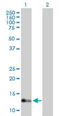 Western Blot: IFT20 Antibody [H00090410-B01P] - Analysis of IFT20 expression in transfected 293T cell line by IFT20 polyclonal antibody.  Lane 1: IFT20 transfected lysate(16.28 KDa). Lane 2: Non-transfected lysate.