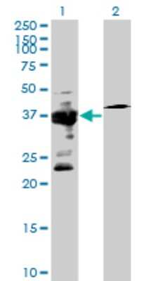 Western Blot: IGBP1 Antibody [H00003476-B01P] - Analysis of IGBP1 expression in transfected 293T cell line by IGBP1 polyclonal antibody.  Lane 1: IGBP1 transfected lysate(112.2 KDa). Lane 2: Non-transfected lysate.