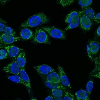 Immunocytochemistry/Immunofluorescence: IGF-I/IGF-1 Antibody (IGF1/1020) - Azide and BSA Free [NBP2-48001] - Immunofluorescence Analysis of HeLa cells labeling IGF-1 with IGF-I/IGF-1 Antibody (IGF1/1020) labeled with CF647R (Green). Nuclei are counter stained with DAPI (Blue).