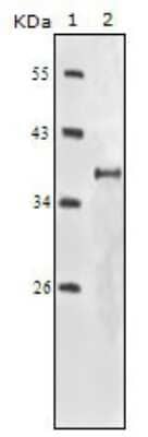 Western Blot: IGF-I R Antibody (3C8B1) [NBP1-51536] - Western blot analysis using IGF-I R mouse mAb against truncated IGF-I R recombinant protein.