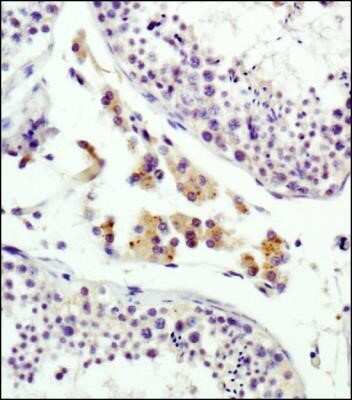 Immunohistochemistry: IGF-II R/IGF2R Antibody (2G11) - Azide and BSA Free [NBP2-80785] - Staining of human testis using NB300-514 antibody at 1:100. Image from the standard format of this antibody.