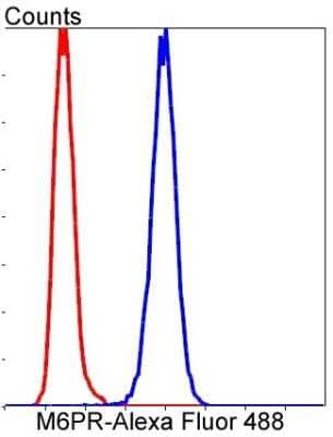 Flow Cytometry: IGF-II R/IGF2R Antibody (SR45-09) [NBP2-67347] - Analysis of Hela cells with M6PR antibody at 1/50 dilution (blue) compared with an unlabelled control (cells without incubation with primary antibody; red). Alexa Fluor 488-conjugated goat anti rabbit IgG was used as the secondary antibody.