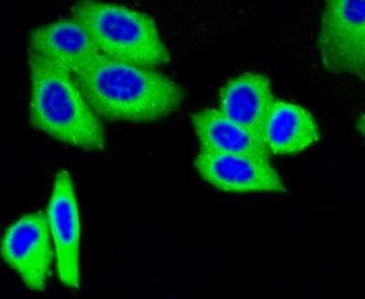 Immunocytochemistry/Immunofluorescence: IGF-II R/IGF2R Antibody (SR45-09) [NBP2-67347] - Staining M6PR in HepG2 cells (green). Cells were fixed in paraformaldehyde, permeabilised with 0.25% Triton X100/PBS.
