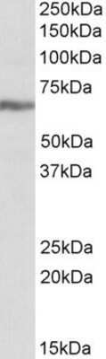 Western Blot: IGF2BP1 Antibody [NBP1-52044] - (0.3ug/ml) staining of K562 lysate (35ug protein in RIPA buffer). Primary incubation was 1 hour. Detected by chemiluminescence.