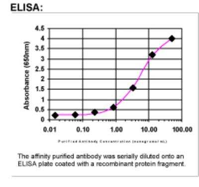 ELISA: IGFBP-2 Antibody [24630002]