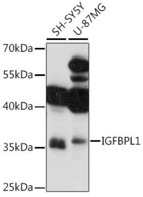 Western Blot IGFBP-L1 Antibody - Azide and BSA Free