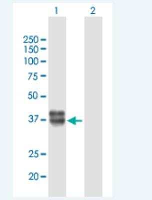 Western Blot: IGFBP-rP10/KAZALD1 Antibody [H00081621-B01P-50ug] - Analysis of KAZALD1 expression in transfected 293T cell line by KAZALD1 MaxPab polyclonal antibody.  Lane 1: KAZALD1 transfected lysate(33.44 KDa). Lane 2: Non-transfected lysate.