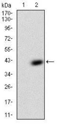 Western Blot: IGFBP-rp1/IGFBP-7 Antibody (5A4A9) [NBP2-37314] - Western blot analysis using IGFBP7 mAb against HEK293 (1) and IGFBP7 (AA: 52-156)-hIgGFc transfected HEK293 (2) cell lysate.