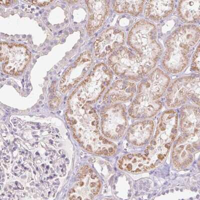 Immunohistochemistry: IGFL-3 Antibody [NBP2-38004] - Staining of human kidney shows moderate cytoplasmic positivity in cells in tubules.