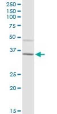 Western Blot: IGHA2 Antibody [H00003494-B01P] - Analysis of IGHA2 expression in Hela S3 NE.