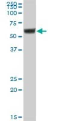 Western Blot IgA2 Antibody - Azide and BSA Free
