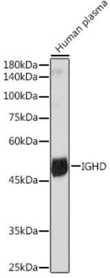 Western Blot: IGHD Antibody (5M8U3) [NBP3-15872] - Western blot analysis of extracts of Human plasma, using IGHD Rabbit mAb (NBP3-15872) at 1:1000 dilution. Secondary antibody: HRP Goat Anti-Rabbit IgG (H+L) at 1:10000 dilution. Lysates/proteins: 25ug per lane. Blocking buffer: 3% nonfat dry milk in TBST. Detection: ECL Basic Kit. Exposure time: 90s.