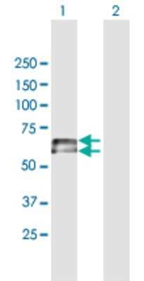 Western Blot: IGHD Antibody [H00003495-B01P] - Analysis of IGHD expression in transfected 293T cell line by IGHD polyclonal antibody.  Lane 1: IGHD transfected lysate(63.36 KDa). Lane 2: Non-transfected lysate.