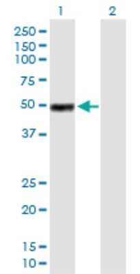 Western Blot IGHG1 Antibody - Azide and BSA Free