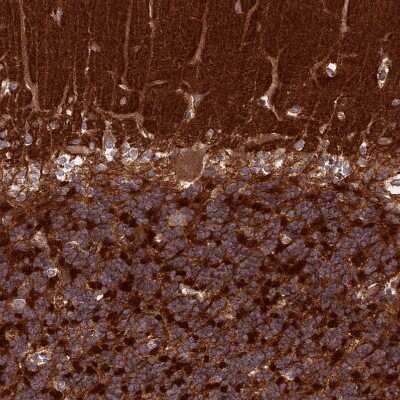 Immunohistochemistry-Paraffin: IGLON5 Antibody [NBP1-93541] - Staining of human cerebellum shows strong cytoplasmic positivity in cells in granular layer and in neuropil.