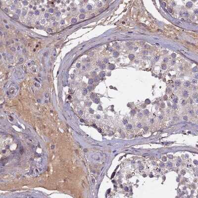 Immunohistochemistry-Paraffin: IGLON5 Antibody [NBP1-93541] - Staining of human testis shows weak cytoplasmic positivity in Leydig cells.
