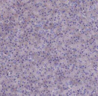 Immunohistochemistry-Paraffin: IGLON5 Antibody [NBP1-93541] - Staining of human pancreas shows no positivity in exocrine glandular cells.