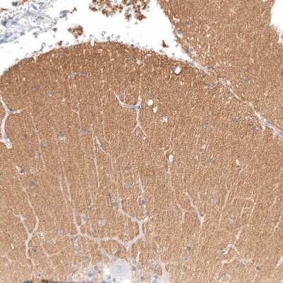 Immunohistochemistry-Paraffin: IGSF21 Antibody [NBP1-81191] - Staining of human cerebellum shows moderate positivity in neuropil.