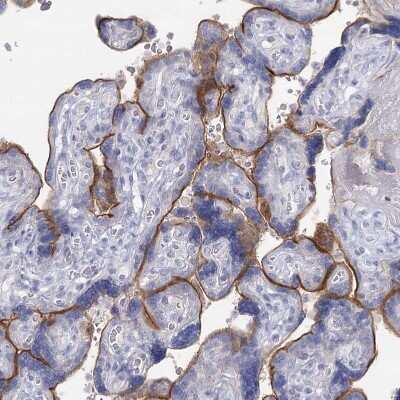 Immunohistochemistry-Paraffin: IGSF3 Antibody [NBP2-38292] - Staining of human placenta shows strong positivity in plasma membrane in trophoblastic cells.