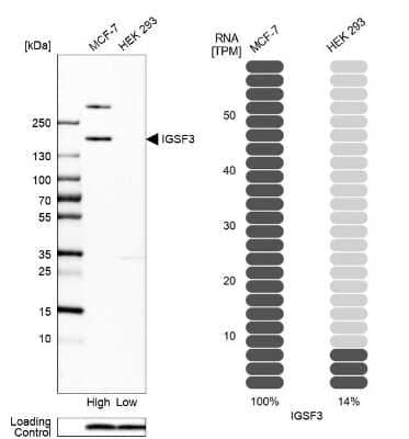 Western Blot: IGSF3 Antibody [NBP2-38292] - Analysis in human cell lines MCF-7 and HEK293 using anti-IGSF3 antibody. Corresponding IGSF3 RNA-seq data are presented for the same cell lines. Loading control: anti-PFN1.