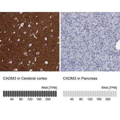 Immunohistochemistry-Paraffin: IGSF4B/SynCAM3/CADM3 Antibody [NBP1-88604] - Analysis in human cerebral cortex and pancreas tissues. Corresponding CADM3 RNA-seq data are presented for the same tissues.