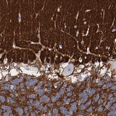 Immunohistochemistry-Paraffin: IGSF4B/SynCAM3/CADM3 Antibody [NBP1-88604] - Staining of human cerebellum shows strong positivity in neuropil.