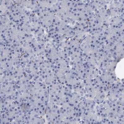 Immunohistochemistry-Paraffin: IGSF4B/SynCAM3/CADM3 Antibody [NBP1-88604] - Staining of human pancreas shows low positivity in exocrine glandular cells as expected.