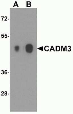 Western Blot IGSF4B/SynCAM3/CADM3 Antibody - BSA Free