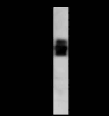 Western Blot: IGSF4B/SynCAM3/CADM3 Antibody [NBP2-98284] - Anti-IGSF4B/SynCAM3/CADM3 rabbit polyclonal antibody at 1:500 dilution. Lane A: Mouse Brain Whole Cell Lysate. Lysates/proteins at 30 ug per lane. Secondary Goat Anti-Rabbit IgG (H+L)/HRP at 1/10000 dilution. Developed using the ECL technique. Performed under reducing conditions. Predicted band size: 43 kDa. Observed band size: 45 kDa