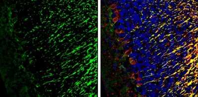 Immunohistochemistry-Frozen: IGSF4C/SynCAM4 Antibody [NBP3-13192] - IGSF4C/SynCAM4 antibody detects IGSF4C/SynCAM4 Protein expression by immunohistochemical analysis. Sample: Frozen-sectioned adult mouse cerebellum. Green: IGSF4C/SynCAM4 stained by IGSF4C/SynCAM4 antibody (NBP3-13192) diluted at 1:250. Red: NF-H, stained by NF-H antibody [GT114] diluted at 1:500. Blue: Fluoroshield with DAPI. Antigen Retrieval: Citrate buffer, pH 6.0, 10 min