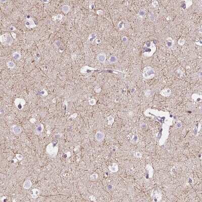 Immunohistochemistry-Paraffin: IGSF4C/SynCAM4 Antibody [NBP1-89636] - Staining of human cerebral cortex shows high expression.