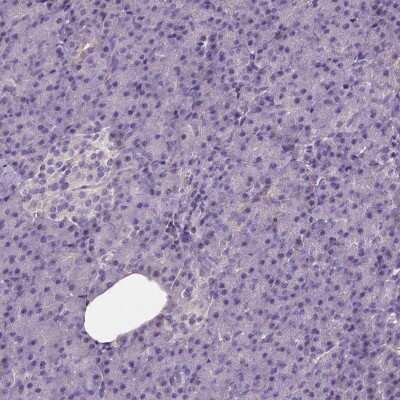 Immunohistochemistry-Paraffin: IGSF4C/SynCAM4 Antibody [NBP1-89636] - Staining of human pancreas shows low expression as expected.